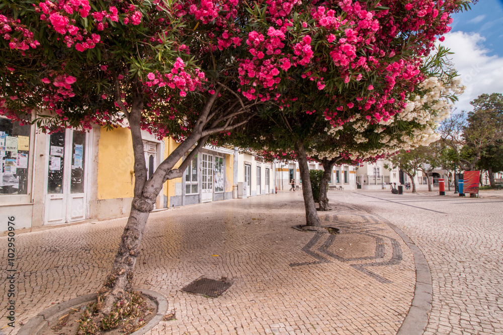 Zəqqum kolu zəhərlidir?