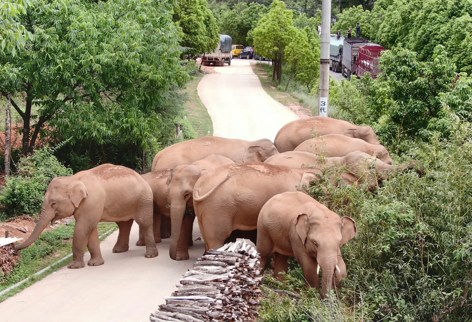 Zimbabve hökuməti 200 filin məhvinə göstəriş&nbsp;verib