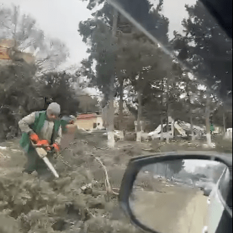 Köçürüləcək deyilən ağaclar kütləvi şəkildə&nbsp;kəsildi