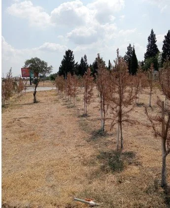 Gəncədə minə yaxın ağac quruyub&nbsp;VİDEO