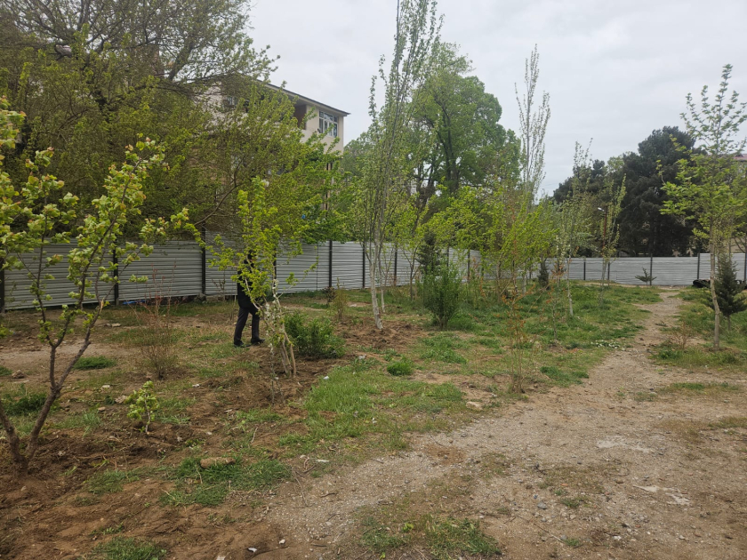 Sumqayıtda ağacları kökündən çıxaran şirkət&nbsp;cərimələndi