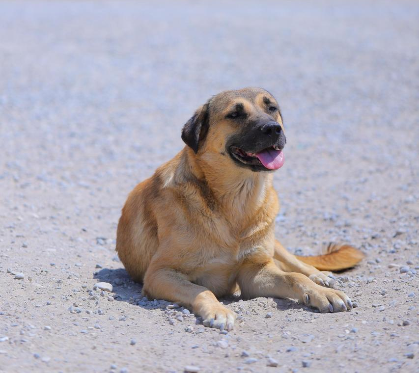 Sahibsiz Heyvanlara Qayğı Mərkəzi&nbsp;yaradıldı