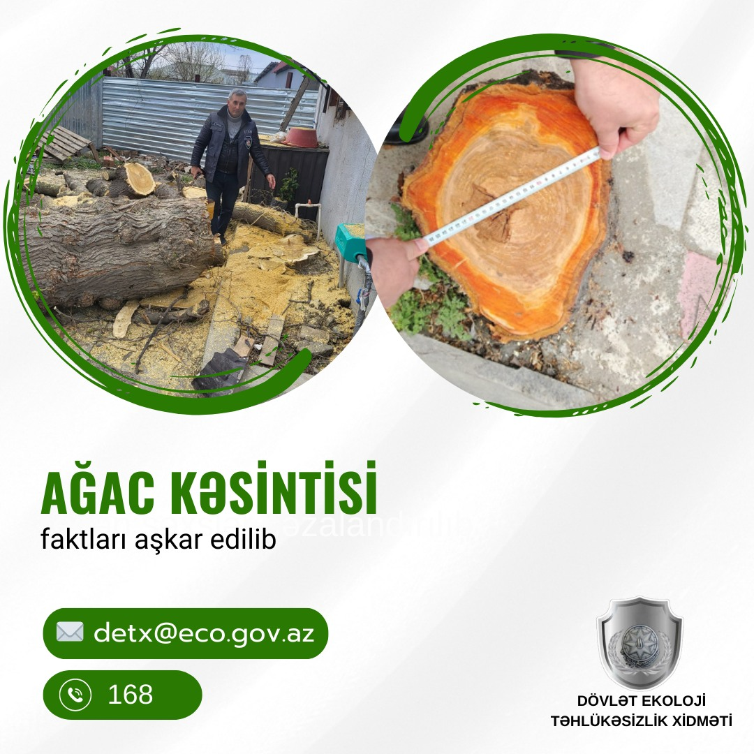 Dövlət Ekoloji Təhlükəsizlik Xidməti regionlarda ağac kəsən vətəndaşlara akt tərtib&nbsp;edib